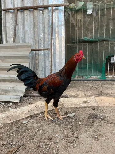 Galos para venda