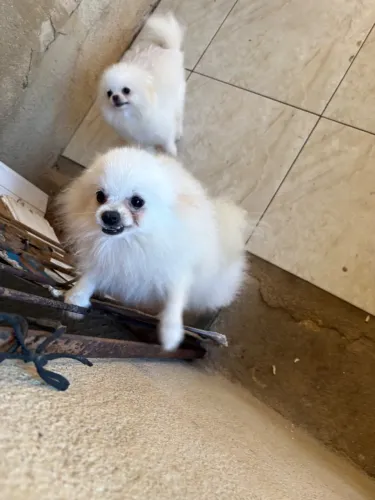 Lulu da pomerania Adulto Casal
