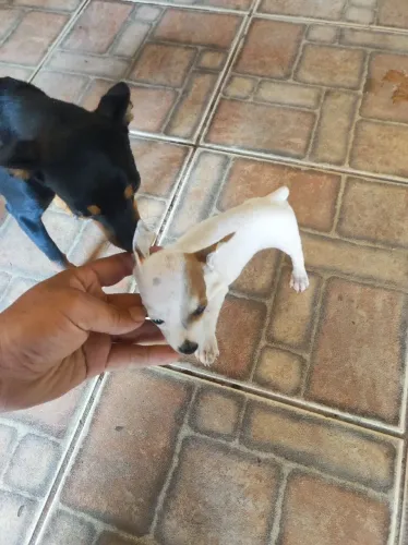 Pinscher machinho