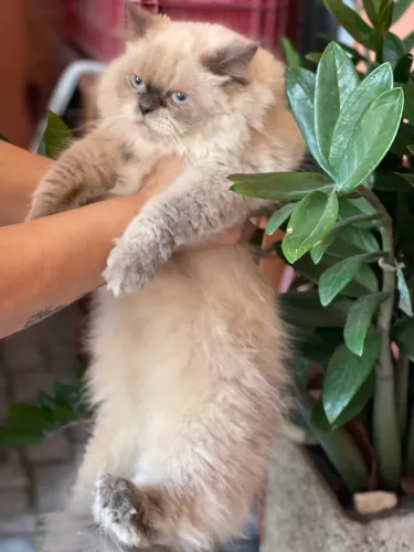 Gata persa 