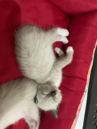 GATINHOS PARA ADOÇÃO RESPONSÁVEL