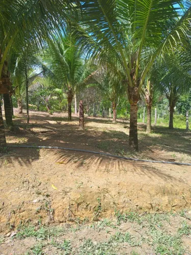 Sítio km 12 BR 174 ramal são Francisco