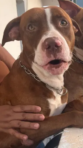 DOAÇÃO  CÃO RAÇA  PITBUL
