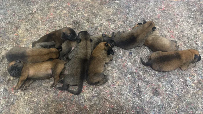 Filhotes de pastor belga malinois (malinoa).