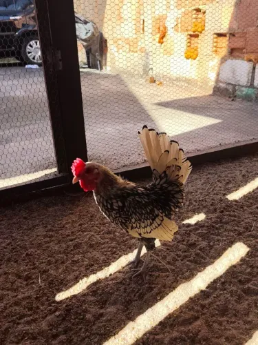 VENDE-SE Frango garnisé SEBRIGHT PRATEADO.
