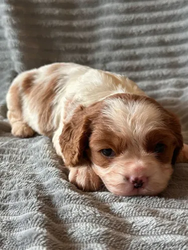 Cavalier king Charles Spaniel Macho Blenheim