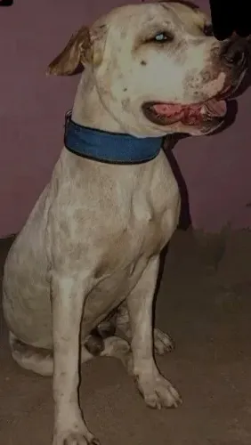Pitbull para doação