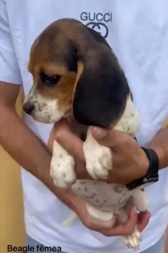 Beagle filhote disponivel
