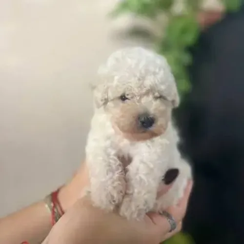 Poodle toy filhotes fêmeas e machos 