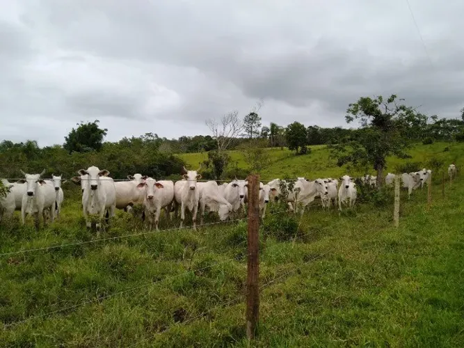 Fazenda Leite/corte 61 alqueires