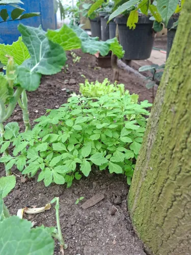 Mudas tomate cereja
