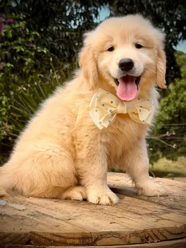 Goldens para Barra da Tijuca 