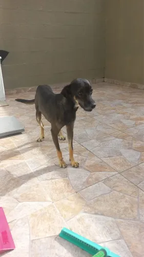 DOAÇÃO Cachorro vira lata todo Vacinado , dócil e simpático, chamado Zé