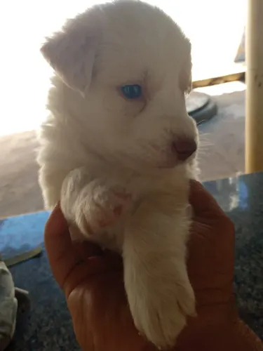 Vendas husky