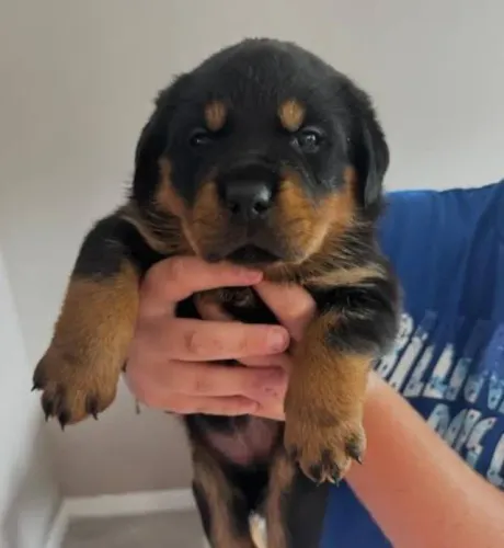 Rottweiler Filhotes Cabeçudos de Guarda.