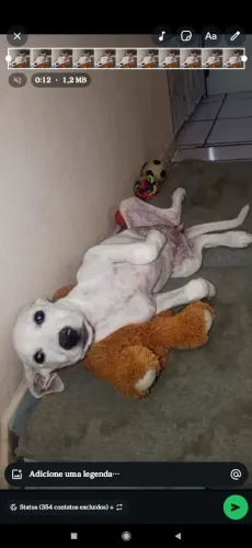 Estou doando urgente quem poder me ajudar
