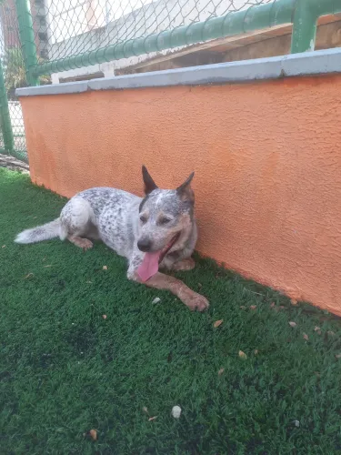 BLUE HEELER PROCURA NAMORADA.