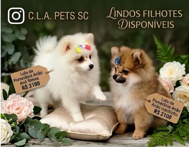 Lulu da Pomerânia
