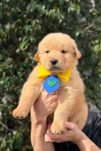Filhote de golden retriever