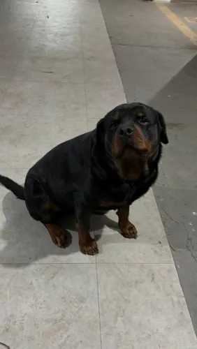Lindo rottweiler adestrado