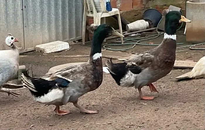 Casal de marreco pompom