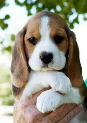 Beagle pronto para novo lar