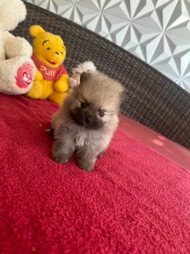 Spitz alemão macho 