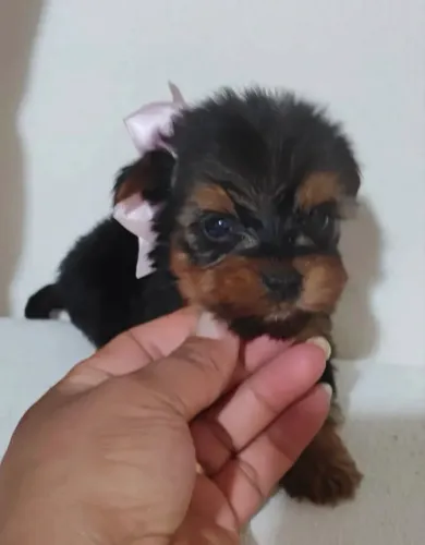 Yorkshire Terrier Filhote Para Sua Família