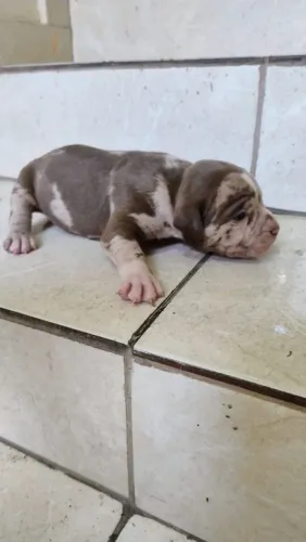 American Bully 