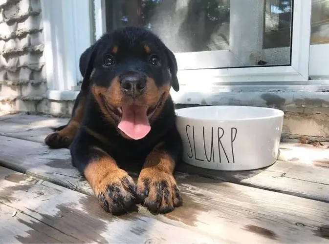 Rottweiler Presença que vira certeza