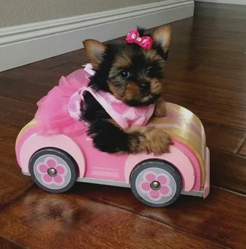 Yorkshire estará sempre ao seu lado sem reclamar 