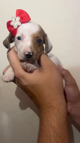 O Baixinho Mais Estiloso da Internet