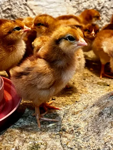 Pintinhos Rhode Island Red (3 dias de nascido)