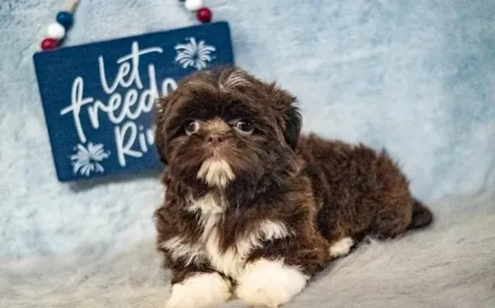 Filhote de Shih-Tzu Macho: Encanto e Doçura em Cada Movimento