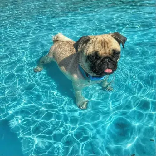 Filhote Pug, Pequenos no Tamanho, Mas Enormes no Amor! (imagem ilustrativa)