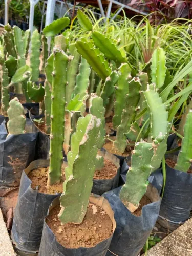 Pitaya branca 