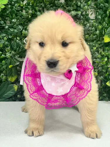 Golden retriever fofão