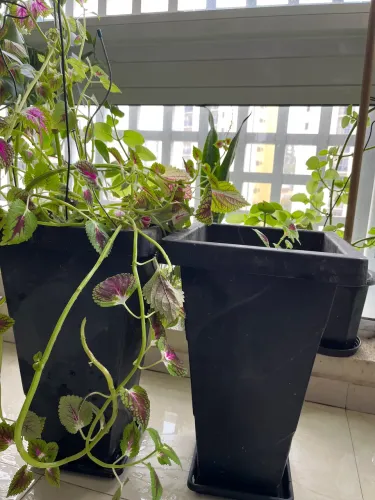 02 vasos plástico plantas grande com terra, plantas e prato