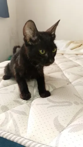 Gatinha pra adoção 