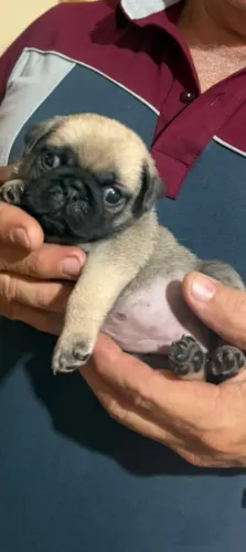 Vendo filhote de pug fêmea 35 dias já comendo papinha de ração