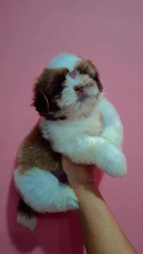 Shih tzu fêmea figado