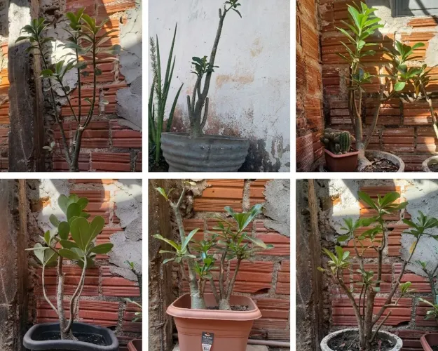 Kit com 6 Rosas do Deserto Adultas + Vasos Inclusos ? (Leia a descrição)
