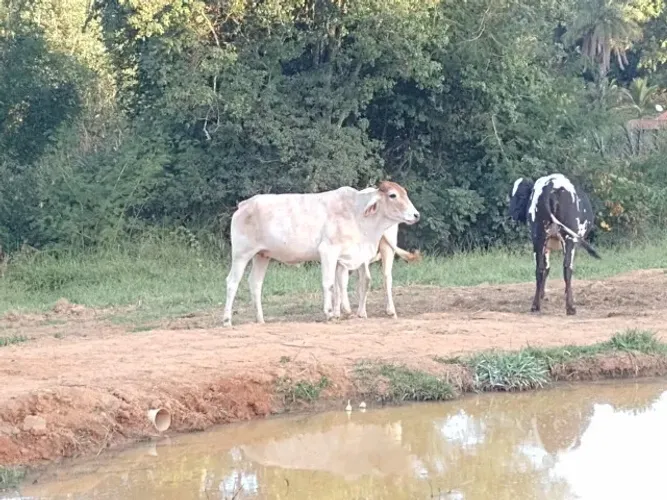 Novilhas Prenhas nelore pintado