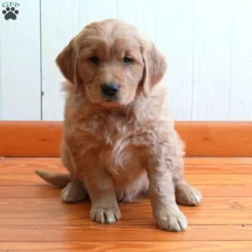 Golden Retriever Macho/Fêmea - Hoje