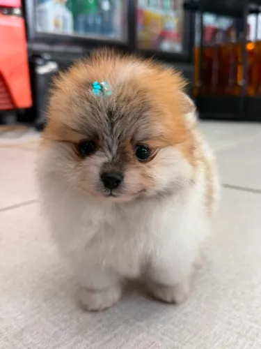 Fêmea de Spitz linda anã padrão ursinho 