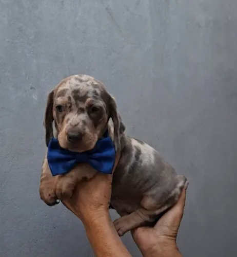 Filhote de basset machinho disponível