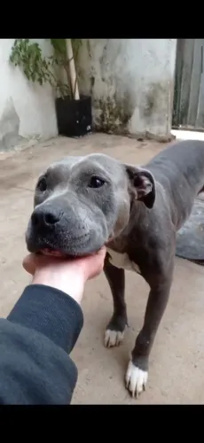 Doação fêmea de american Staffordshire