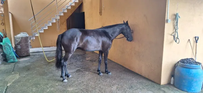 Egua mangalarga 