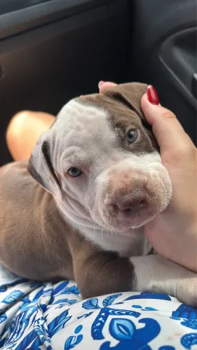 Filhote pit bull macho