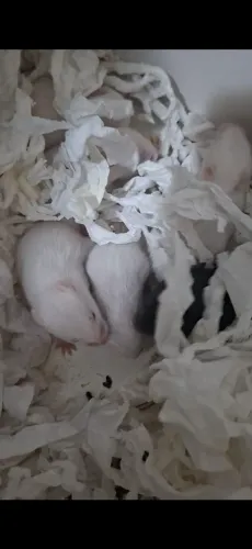 Filhotes de Hamster Sírio- Adoção 
